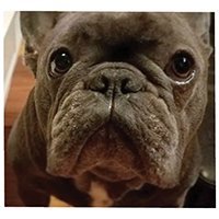 frank_the_funnyfrenchie