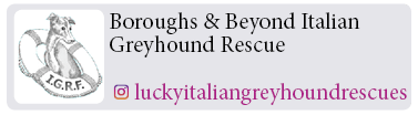 Boroughs-Beyond-Italian-Greyhound-Rescue