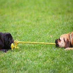 Playing-Dogs