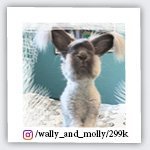 wally_and_molly