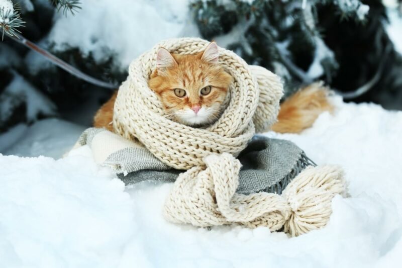 Keep Your Pet Safe During The Winter Months