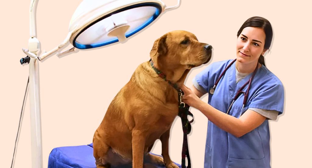 Amazing Veterinary Medical Breakthroughs Transforming Animal Care