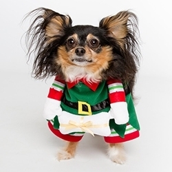 Elf Dog Costume by Pet Krewe