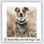 henrythecoloradodog