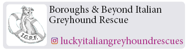 Boroughs-Beyond-Italian-Greyhound-Rescue
