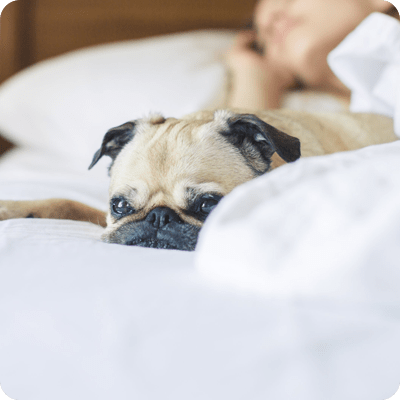 01 Sleeping with Dogs Reduces Depression