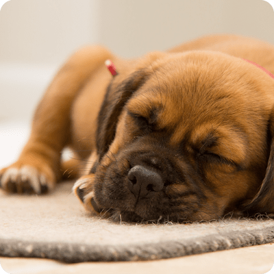 Sleeping with Dogs Increases Sense of Security