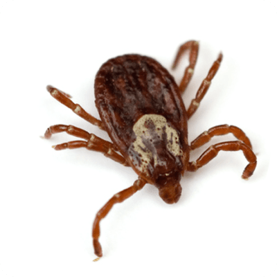 Lyme disease