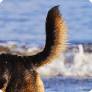 Tail Injury In Pets