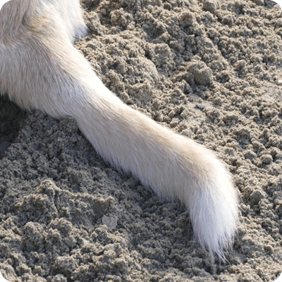 Pet's Tail Abrasions