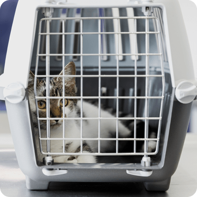 How To Keep Feral Cats Healthy?