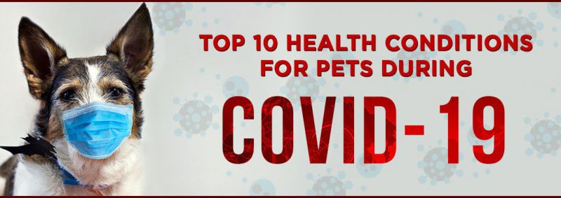 Top 10 Health Conditions for Pets During COVID-19