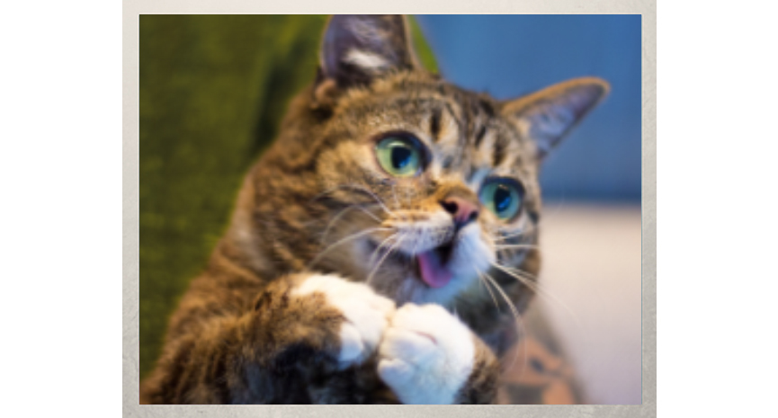 You are currently viewing Lil Bub’s Big Heart