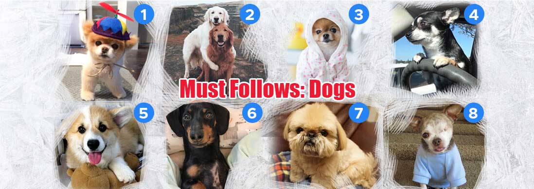 You are currently viewing Must Follows: Dogs