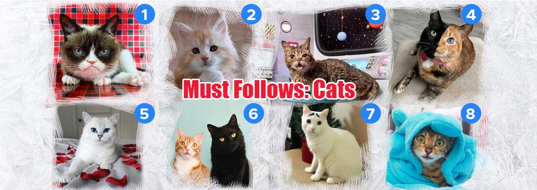 You are currently viewing Must Follows: Cats