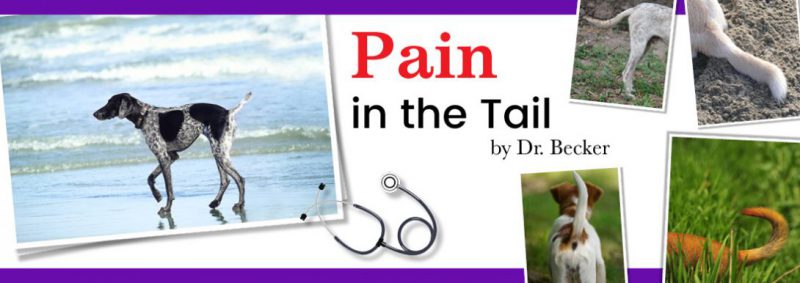 Pain in the Tail