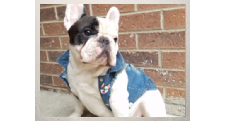 Read more about the article Manny The Frenchie