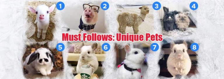 Read more about the article Must Follows: Unique Pets