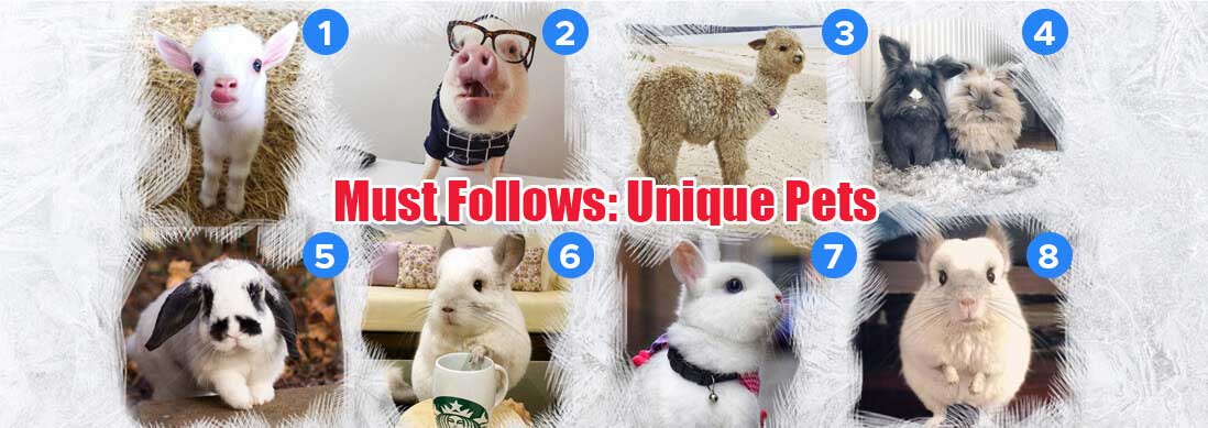 You are currently viewing Must Follows: Unique Pets