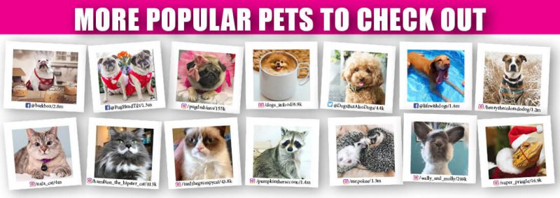More Popular Pets To Check Out