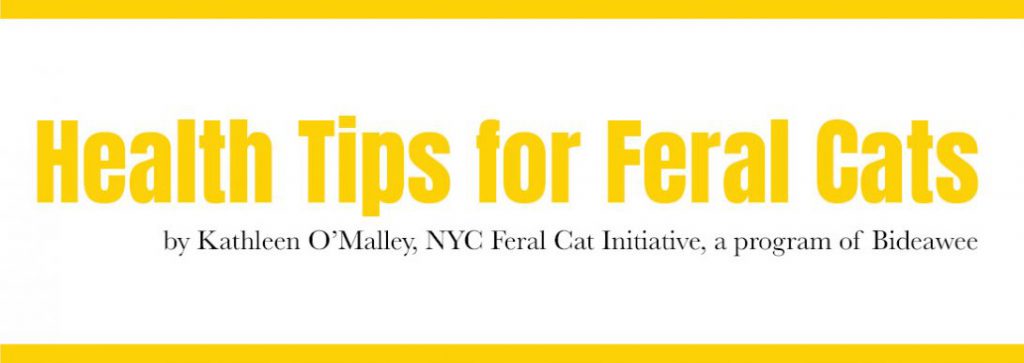 Health Tips for Feral Cats