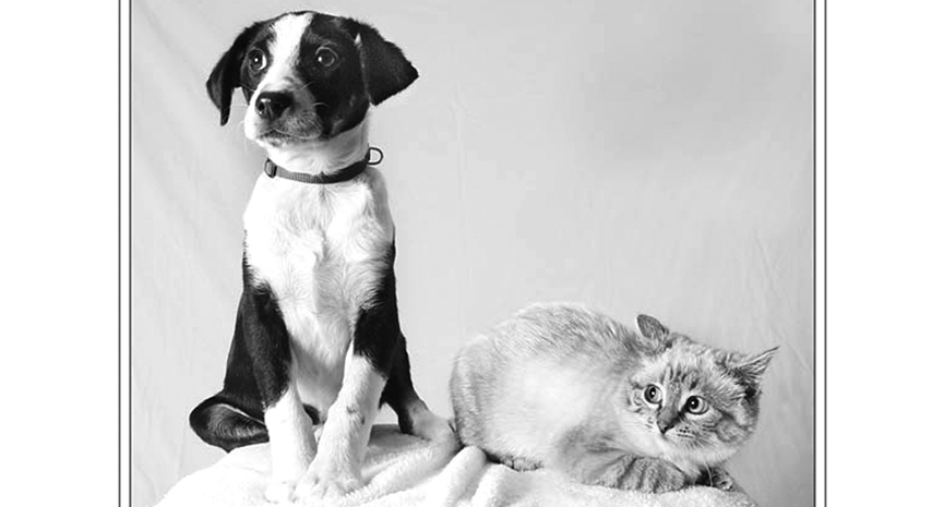 You are currently viewing …Like Cats & Dogs? Puppies & Kittens