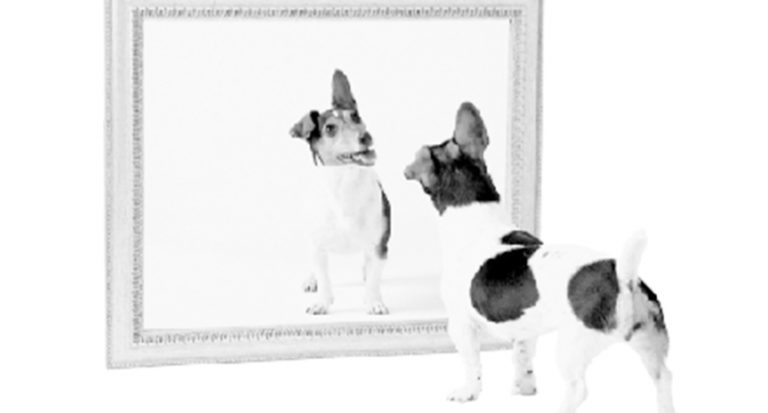 Read more about the article So, what does your doggie’s mirror say about you?