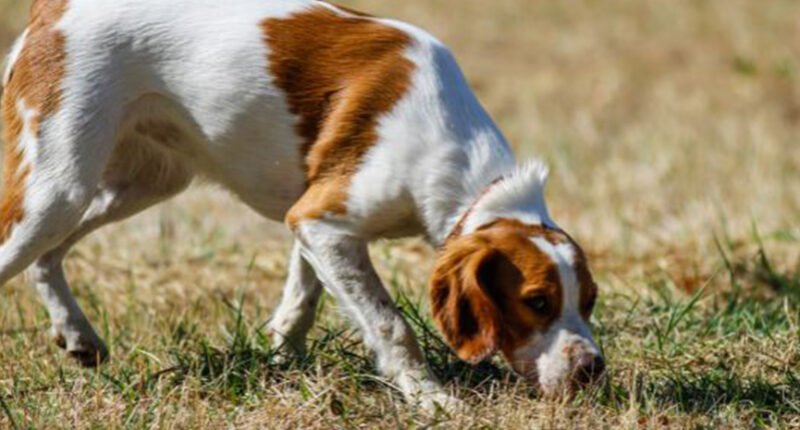 Can Dogs Smell Their Way Home?