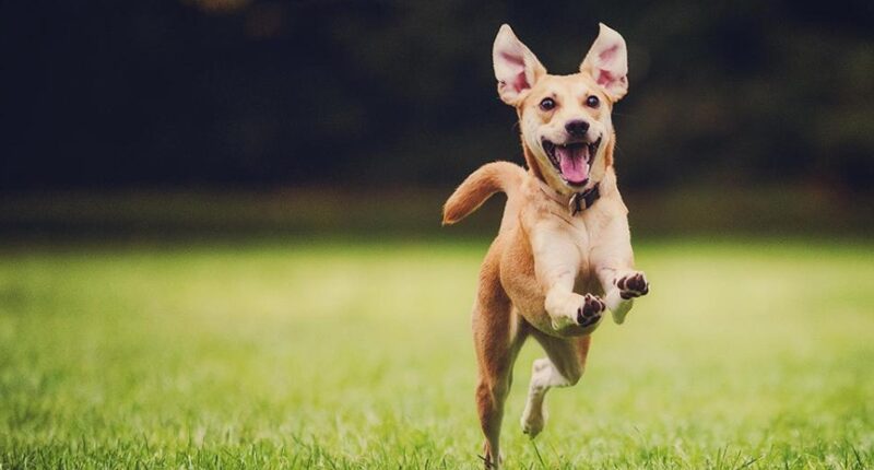 Could DOGS Be The Fastest Land Animals?