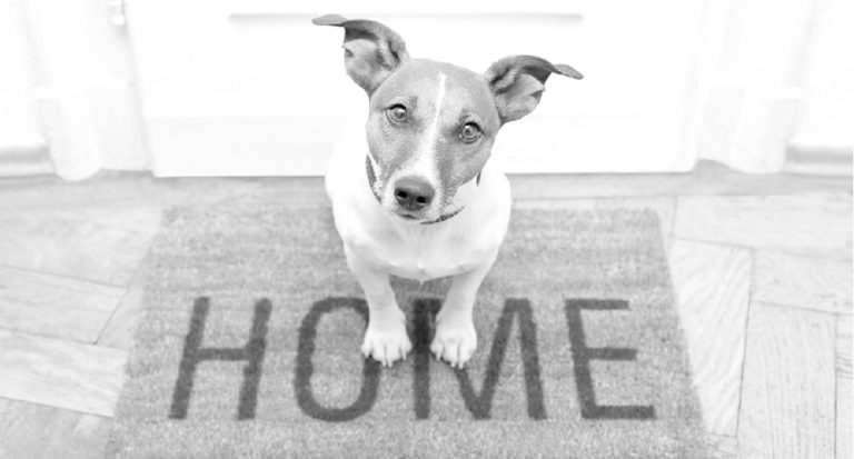Read more about the article From “How Cute” to the Dog’s Home
