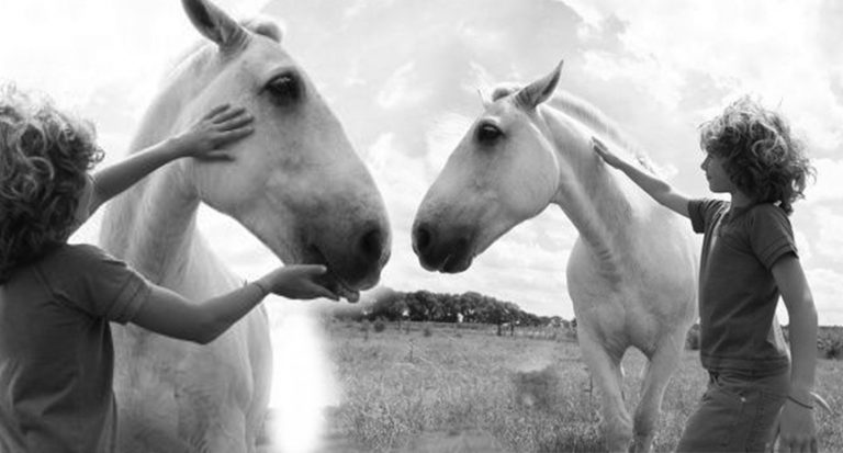 Read more about the article Horses & Humans