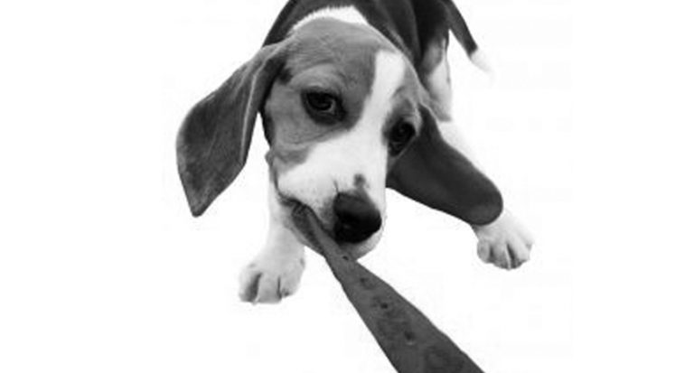Read more about the article Pet Basics…Why We Train