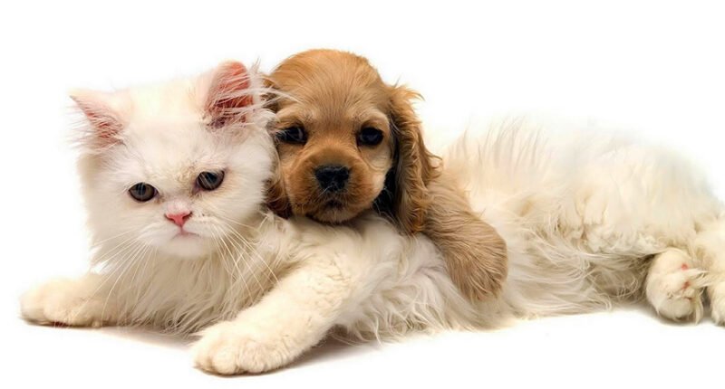 Cats & Dogs “BFF?”