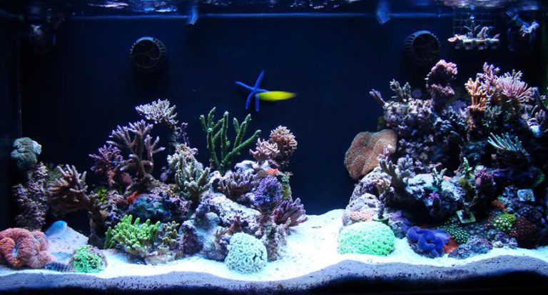 Read more about the article Environmentally Conscious Aquariums