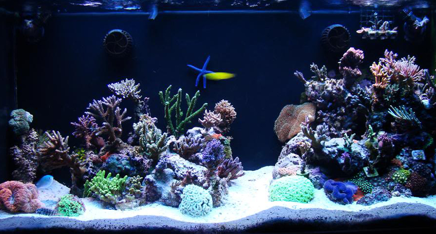 You are currently viewing Environmentally Conscious Aquariums