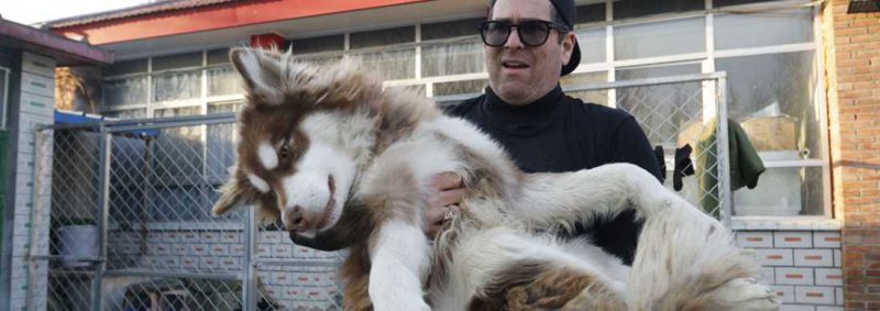 No Dogs Left Behind: 30 Rescued Dogs Headed to NYC from Slaughterhouses