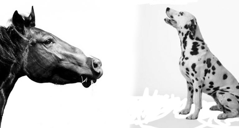Read more about the article Horse, Meet Dog