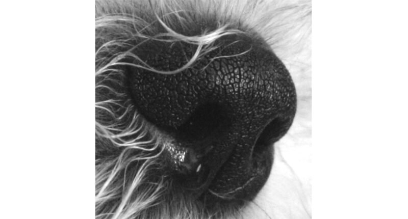 How the Canine Nose Works?