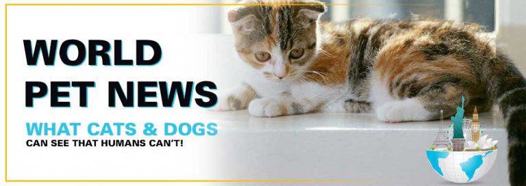 Read more about the article What Cats & Dogs Can See That Humans Can’t!