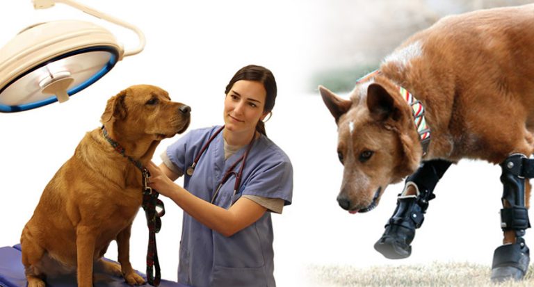 Read more about the article Amazing Veterinary Medical Breakthroughs