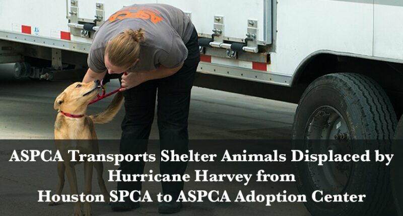 ASPCA Transports Shelter Animals Displaced by Hurricane Harvey from Houston SPCA to ASPCA Adoption Center