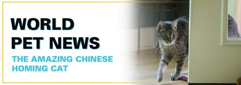 The Amazing Chinese Homing Cat