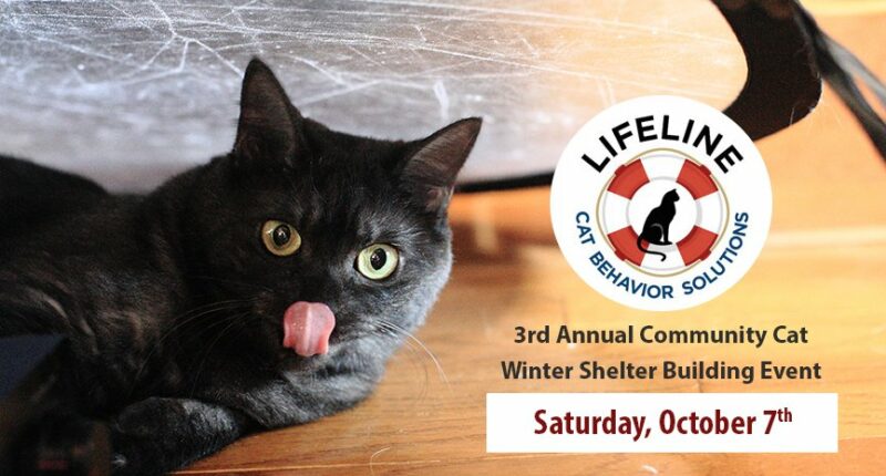 3rd Annual Community Cat Winter Shelter Building Event
