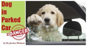 Read more about the article Dog in Parked Car = Danger