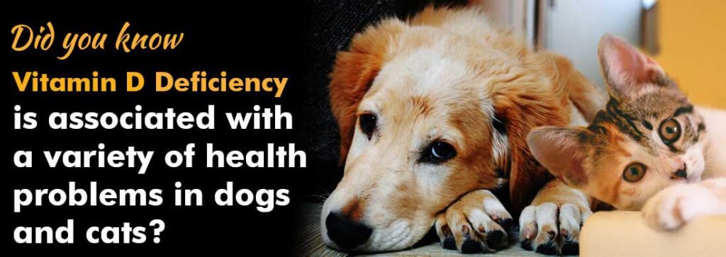 Did you know Vitamin D Deficiency is associated with a variety of health problems in dogs and cats?