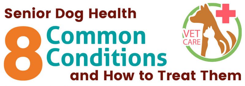Senior Dog Health 8 Common Conditions and How to Treat Them