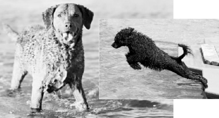 Read more about the article Dog Breeds That Love The Water