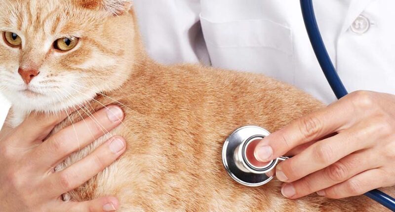 Feline Health Issues