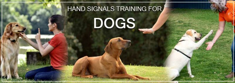 Hand Signal Training For Dogs