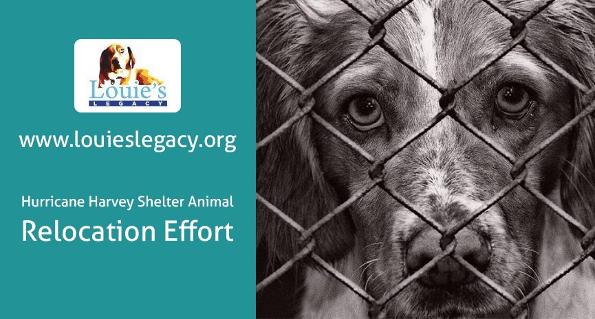 You are currently viewing Hurricane Harvey – Urgent Need For Fosters